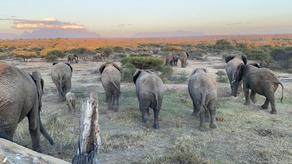 Elephants & Their Families: The Importance of Social Structures in a Herd