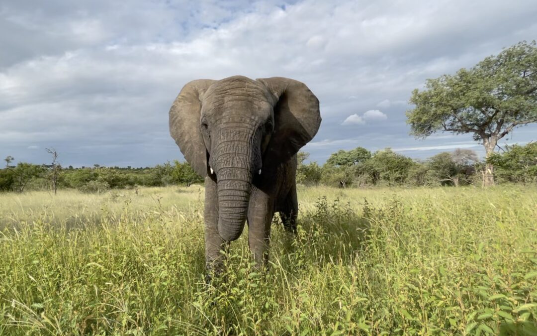 Are There Really 150,000 Muscles in an Elephant's Trunk?