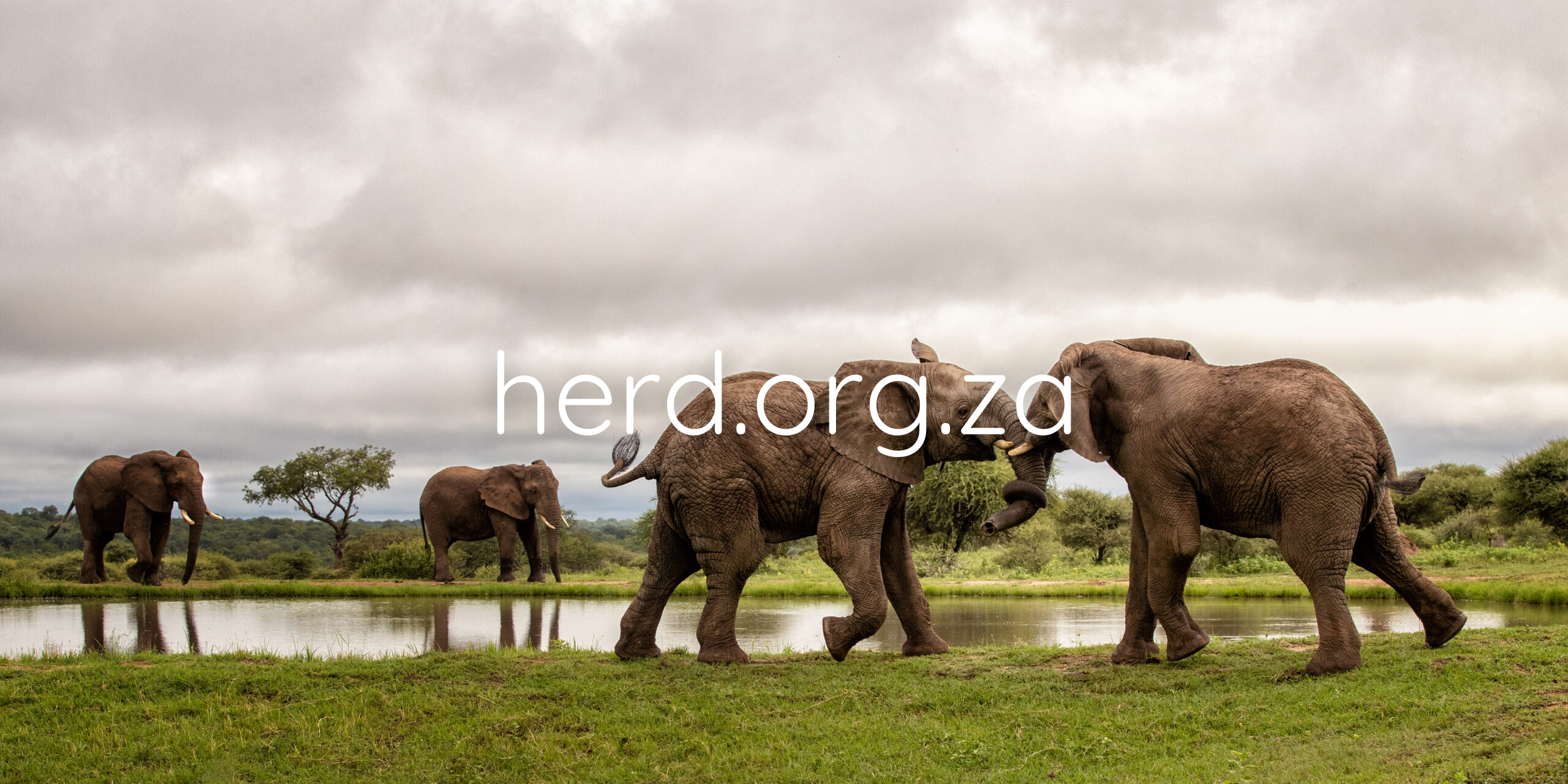 Mambo Zindoga Elephants