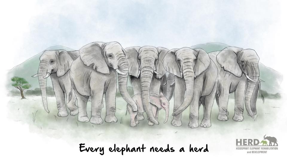 Wisdom 01 – Every elephant needs a herd.