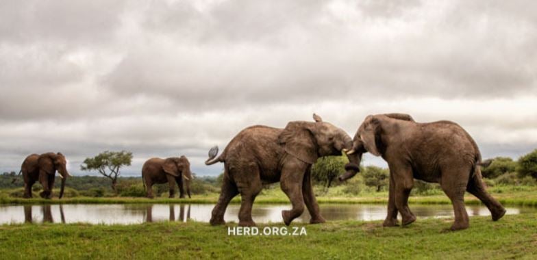 Mambo Zindoga Elephants