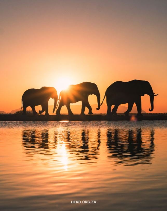 Three elephants at sunset