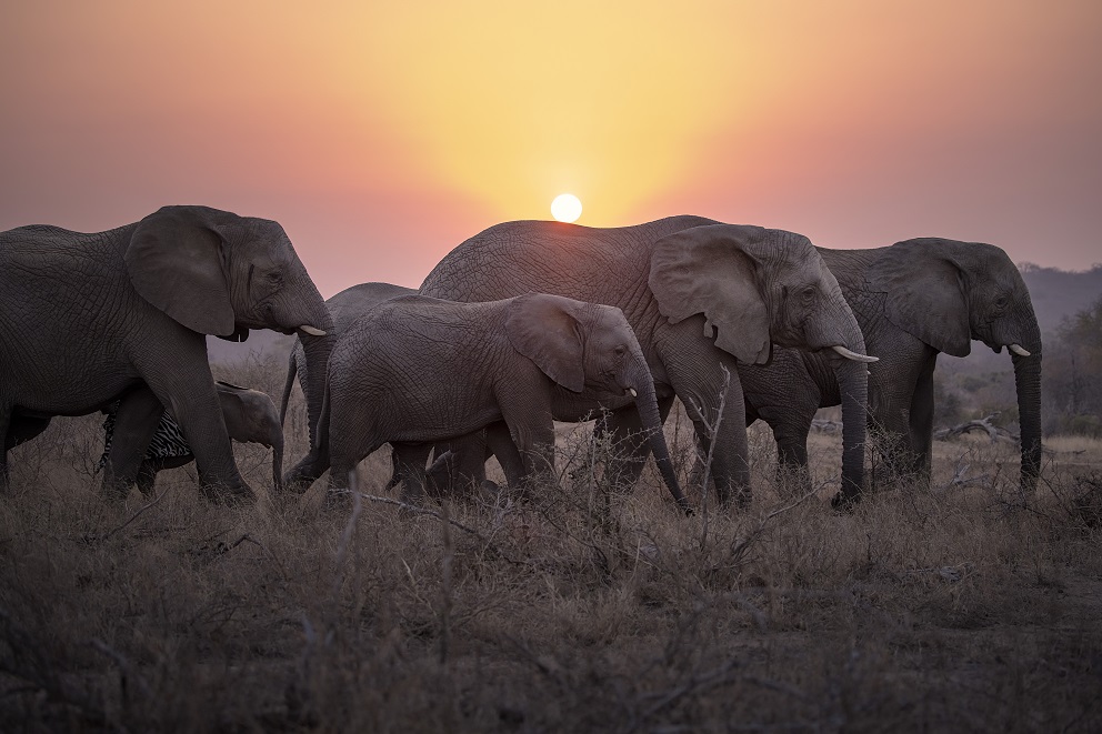 A Home For Elephants & Humans Alike | Protecting Our Habitats