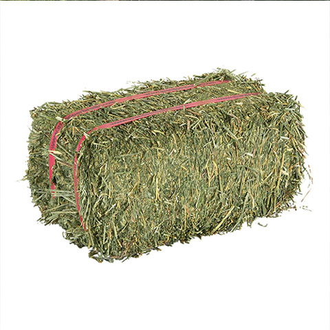 Elephant Feed: Lucerne – 16 x bales plus delivery
