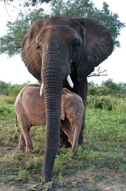 Bubi-Khanyisa-Feb2021-elephants-1