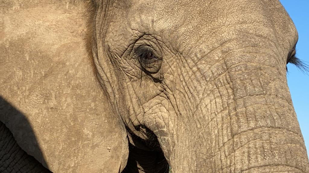 Bubi-elephant-face-long-lashes-1