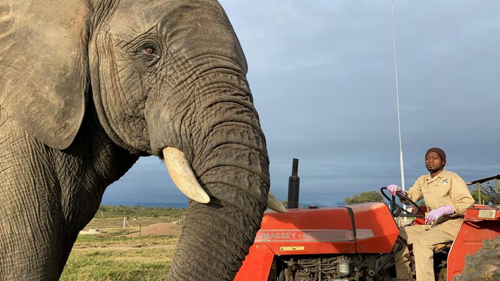 Jabulani-elephant-Kevin-Carer-red-tractor-1