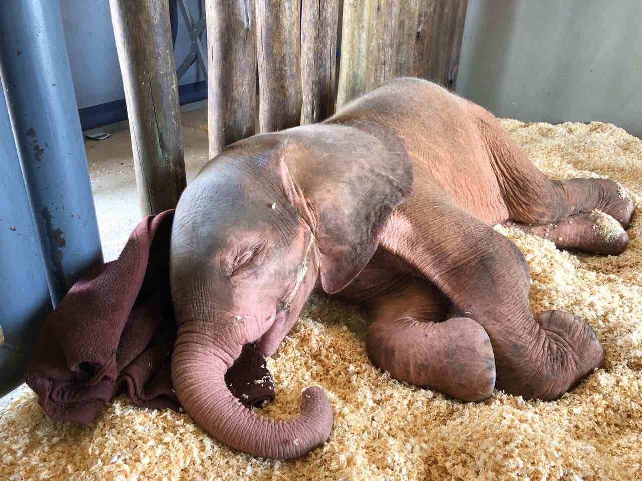 Let Sleeping Elephants Lie - How Elephants Sleep! | HERD