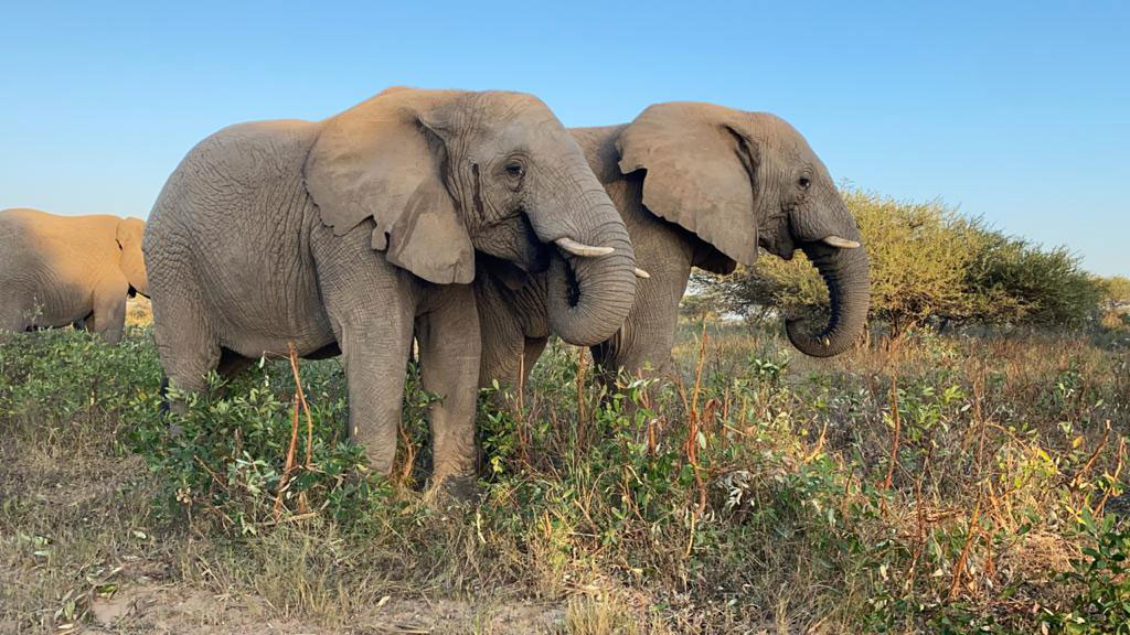 Lundi-Mambo-mother-and-son-elephants