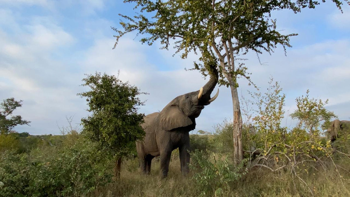 Sebakwe-dominant-elephant-bull-reaching-tree-1