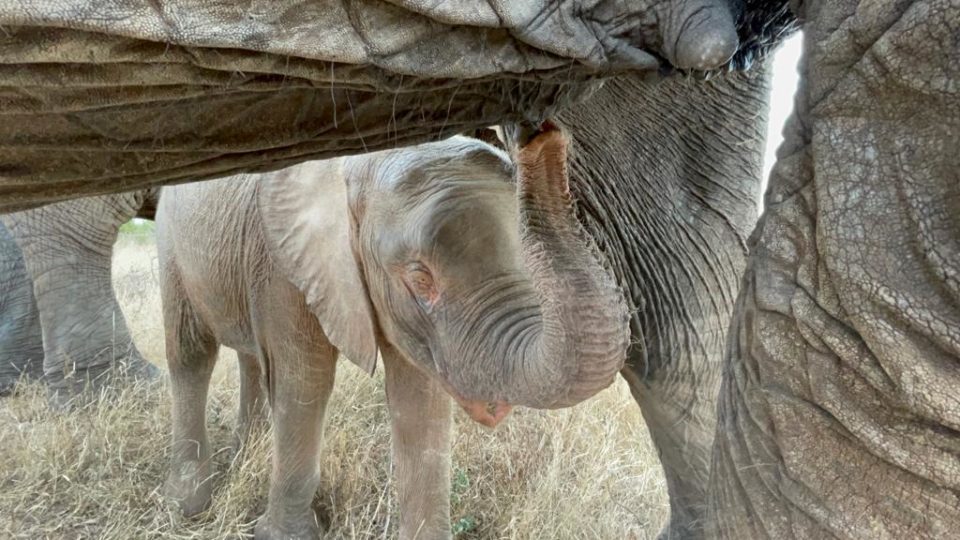 Milk Makes The Elephant Go Round Feeding Orphan Elephant Calves