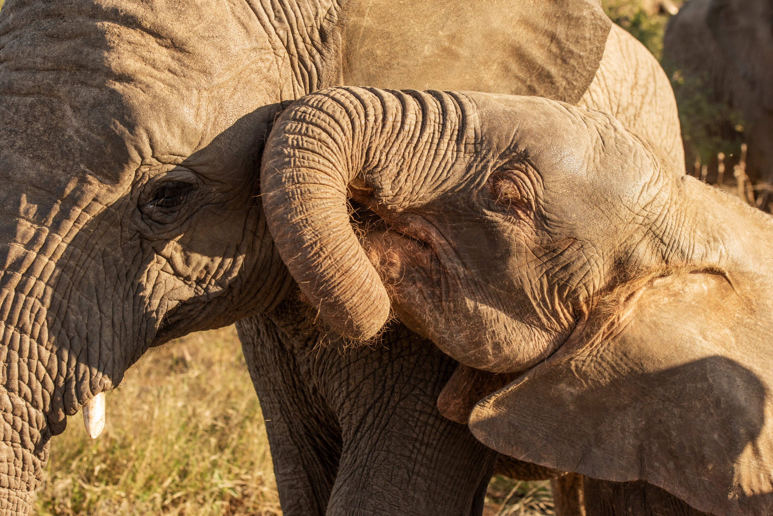Top 10 Elephant Photos That Inspire Love!