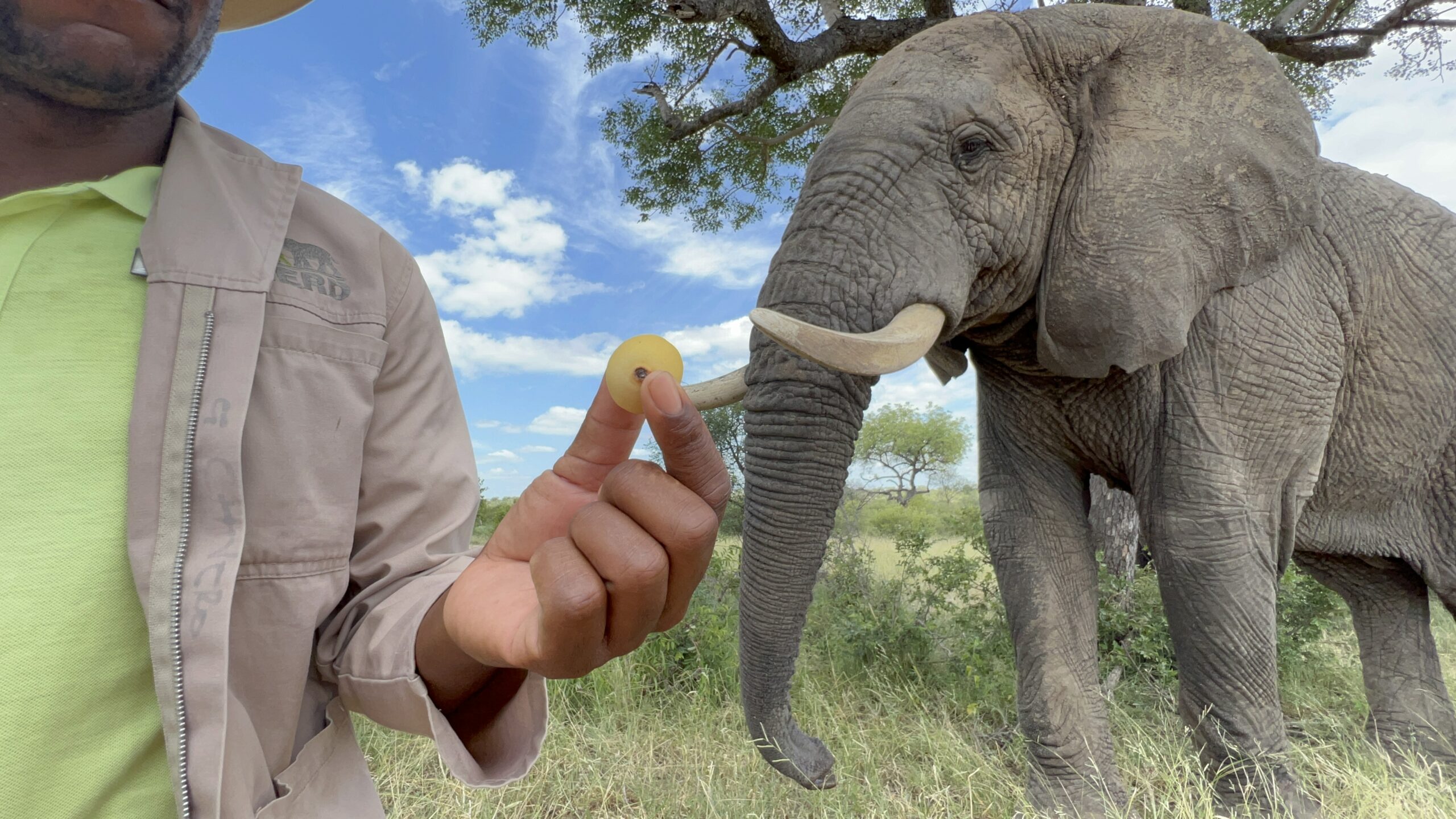 Marula Season is Here! Discover the Elephants' Favourite Fruit | HERD