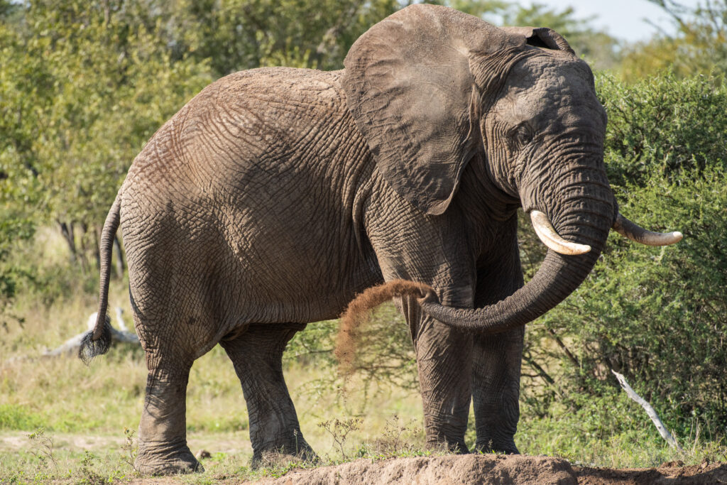 Elephant bull Somopane spraying soil with his trunk.