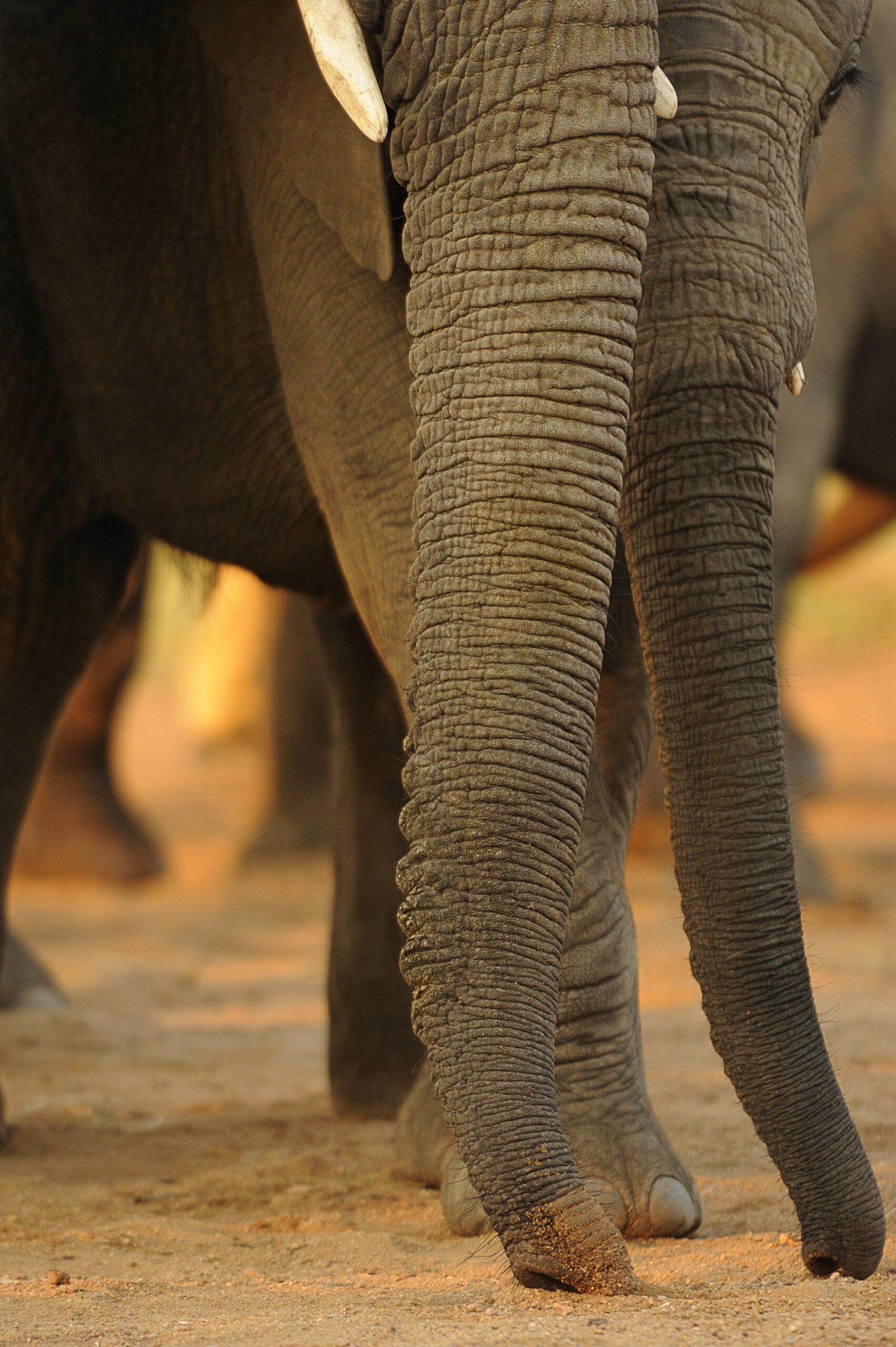 Are There Really 150,000 Muscles in an Elephant's Trunk?