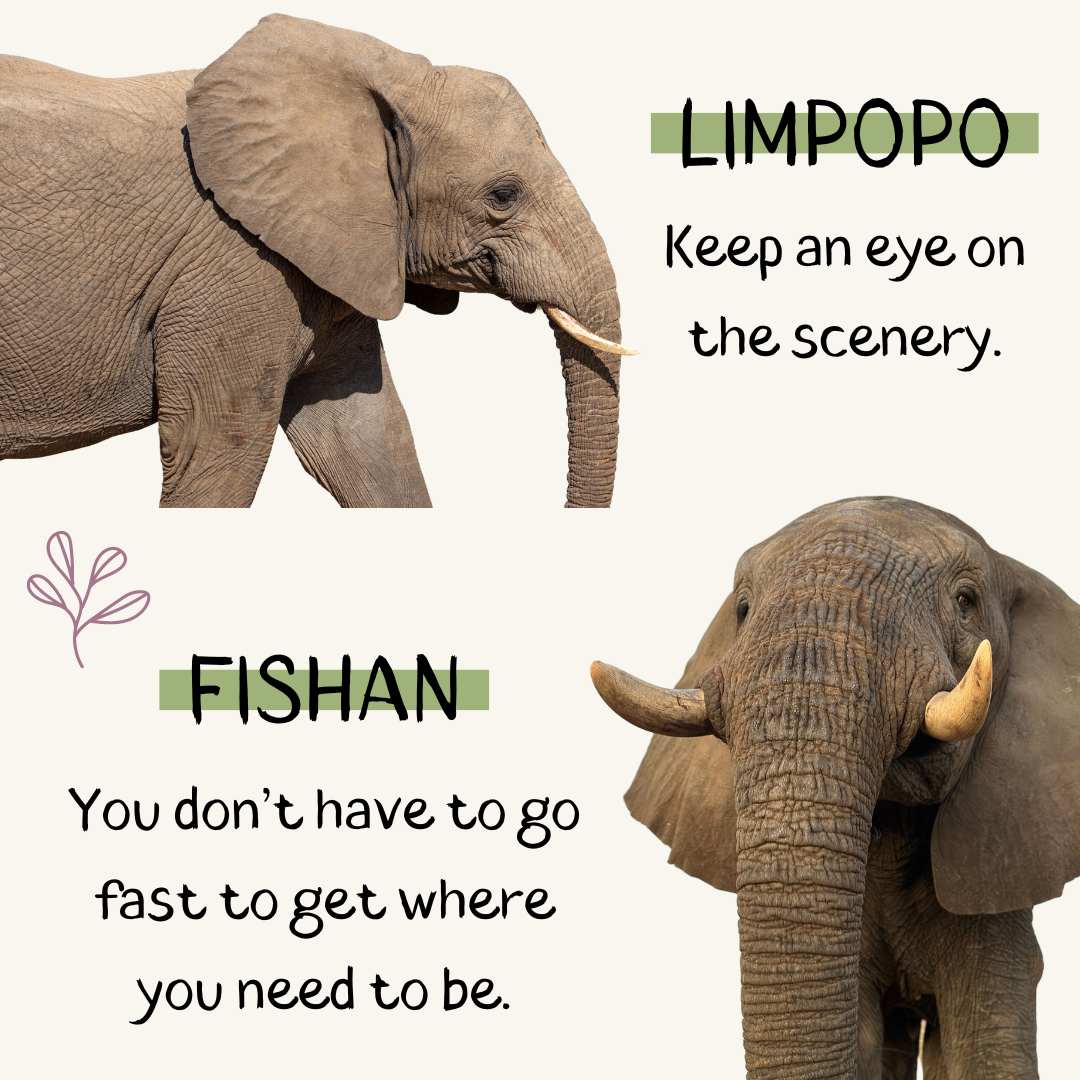 Limpopo: Keep an eye on the scenery.
Fishan: You don't have to go fast to where you need to be.