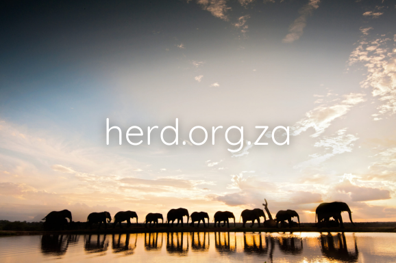 Elephants at a blue sunset