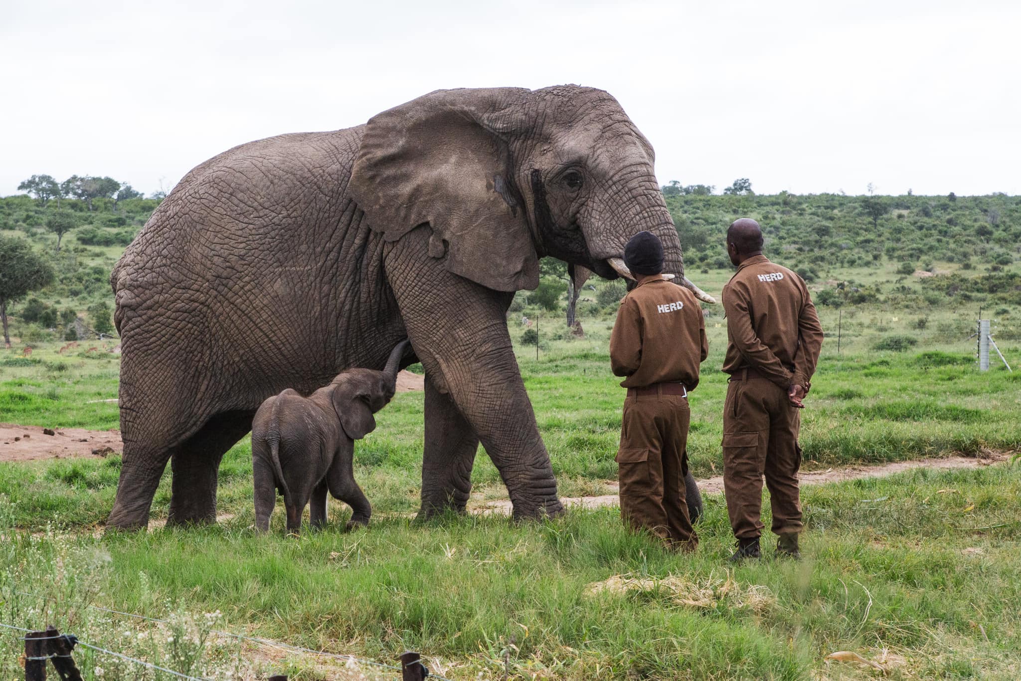 The Amazing Moment Baby Elephant Orphan, Phabeni Meets Lundi and