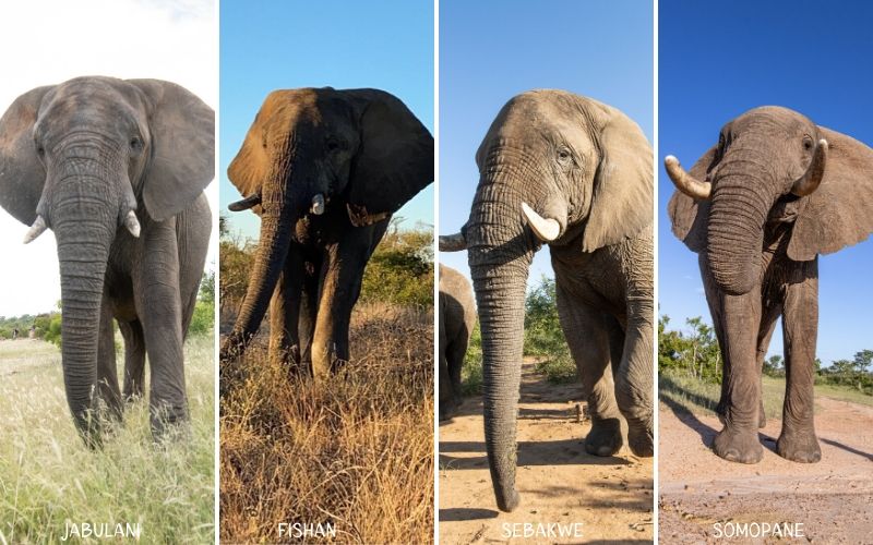 The Jabulani elephant bulls