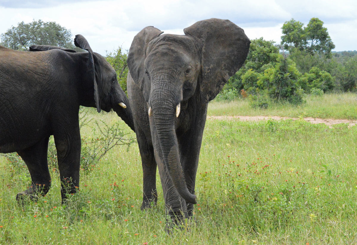 Kumbura-elephant-2014-1