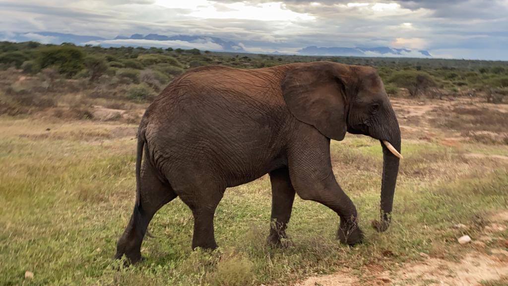 Kumbura-elephant-March-2020-1