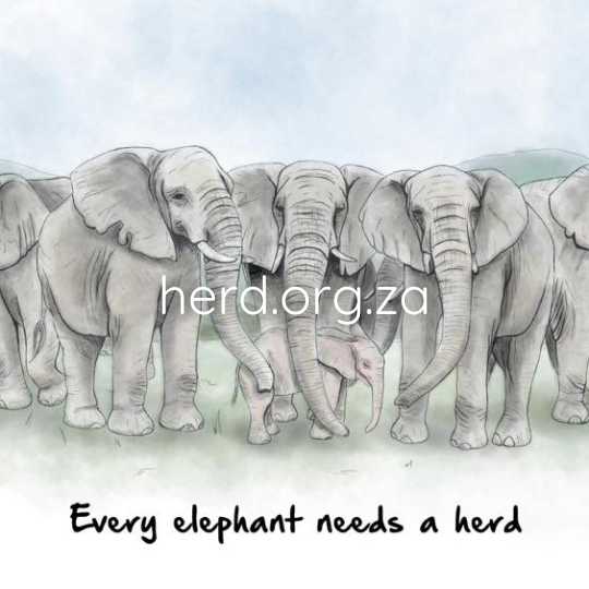 Wisdom 01 – Every Elephant Needs a Herd (Digital)