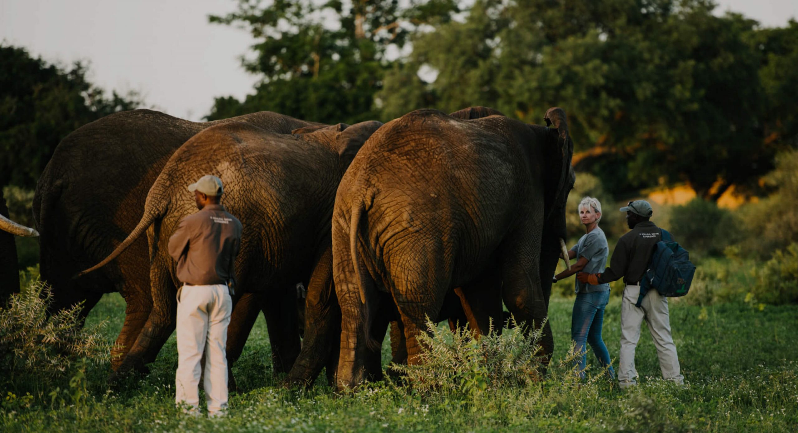 herd-shop-banner