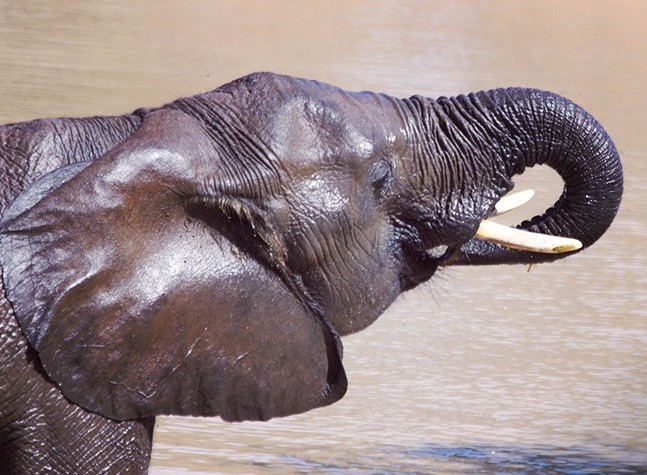 Bubi-elephant-swimming-2018-1