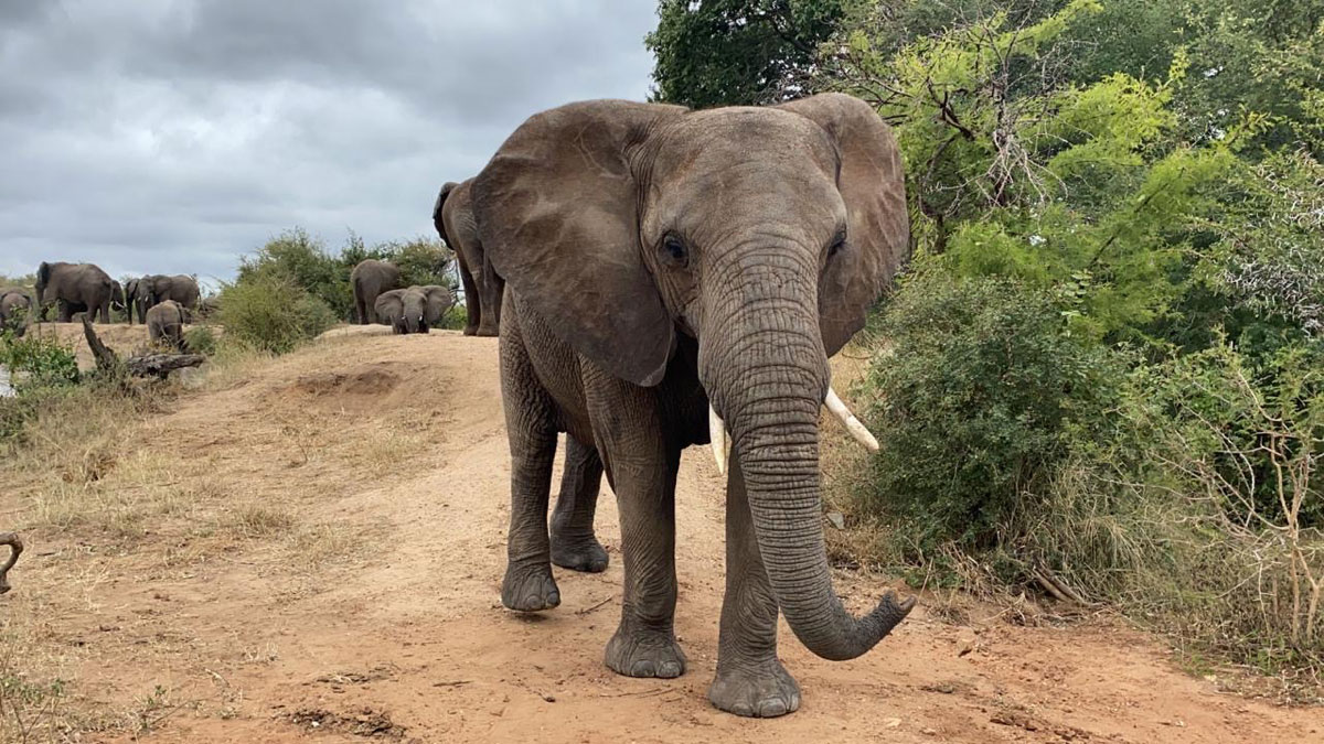 Bubi-elephants-tusks-1