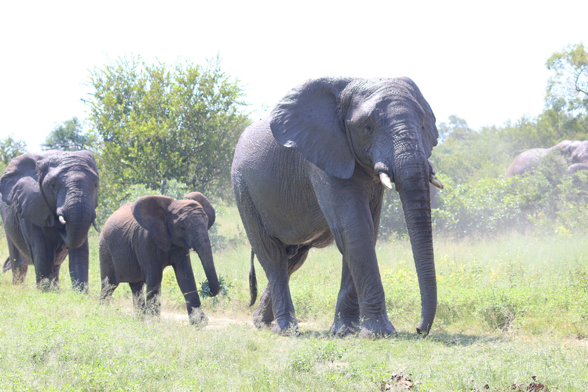 Jabulani-Lundi-Timisa-elephants-1