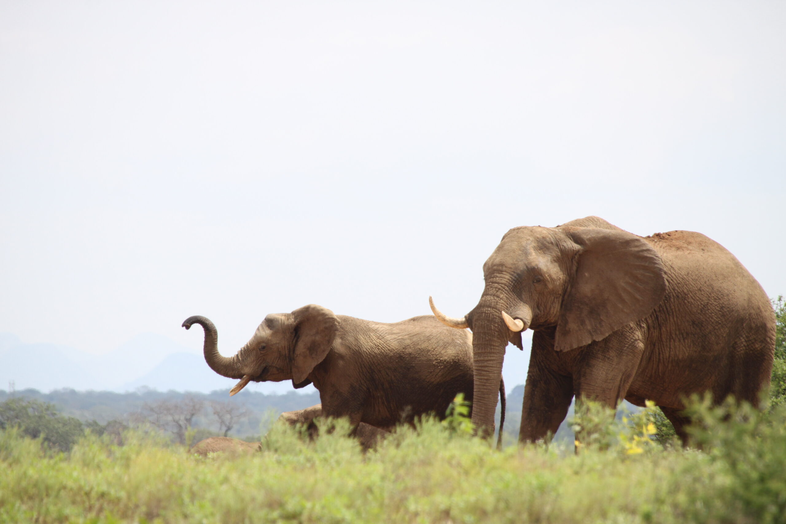 Jabulani elephants 25