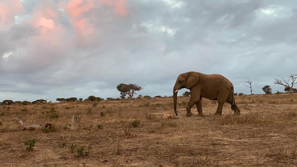 Jabulani-walking-elephant-1