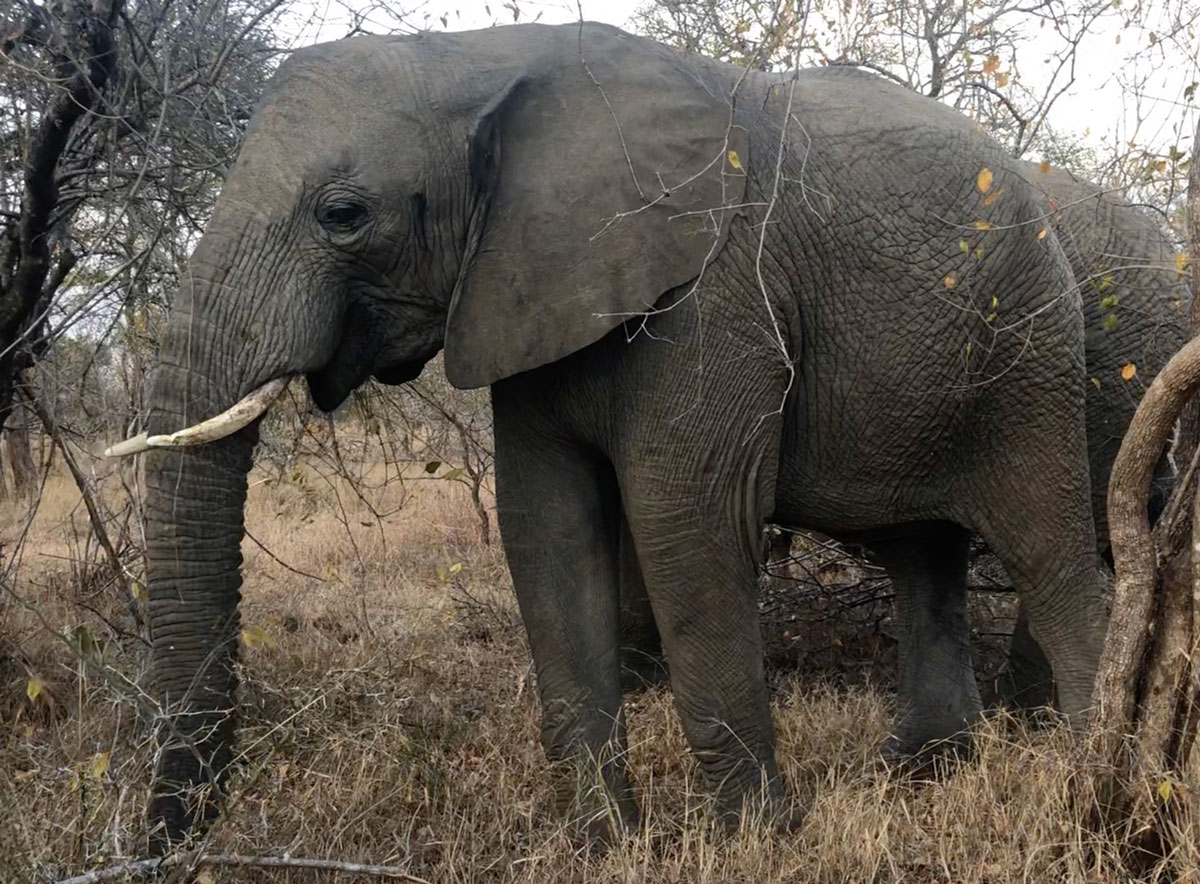 Limpopo-foraging-1-1