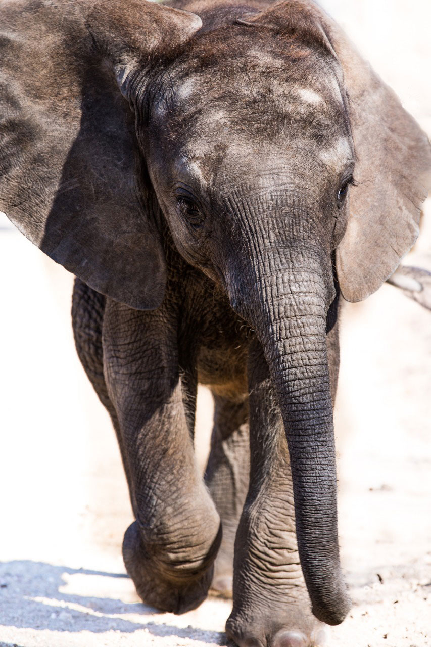 Pisa-young-elephant-calf-1