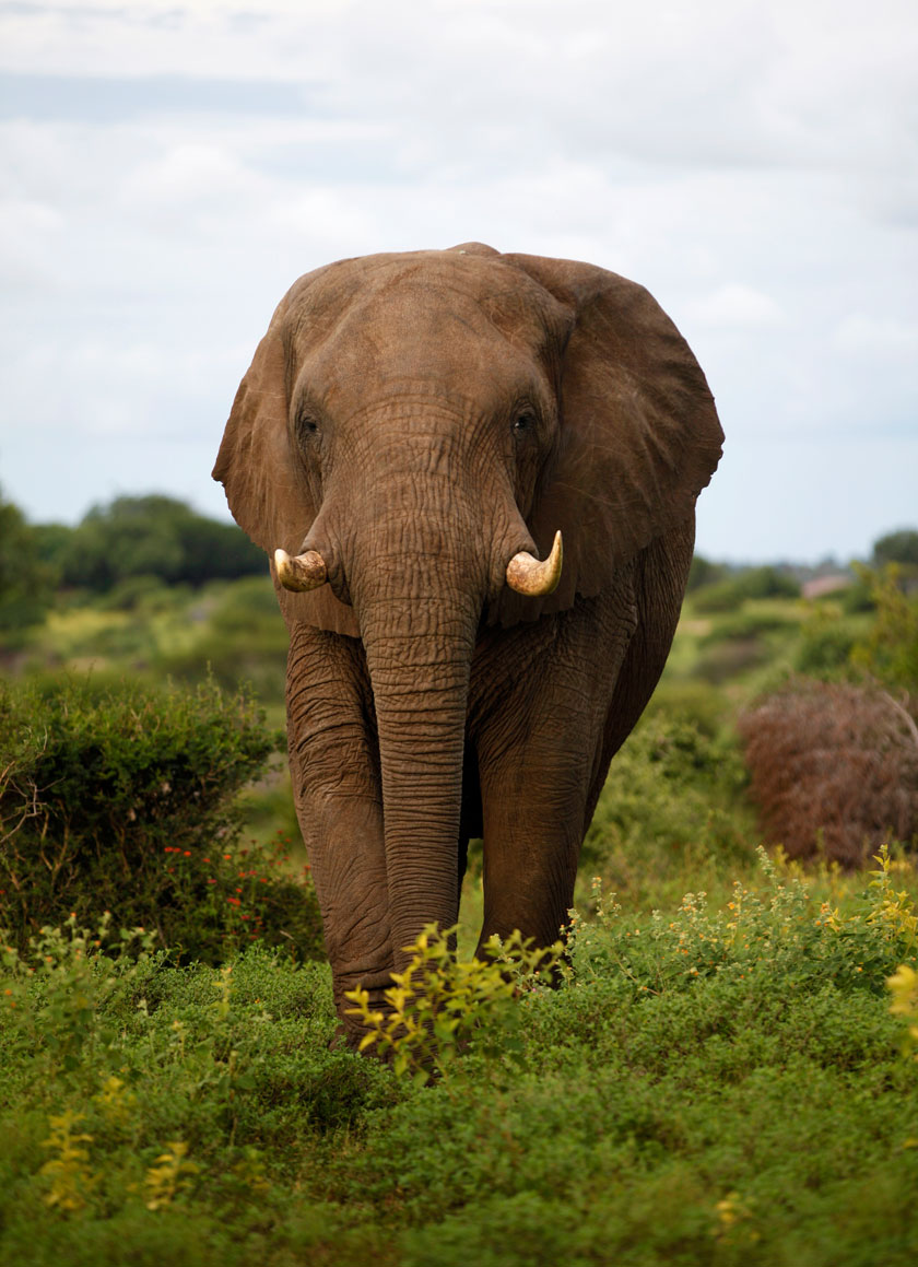 Sebakwe-dominant-elephant-bull-Coralwocke-1