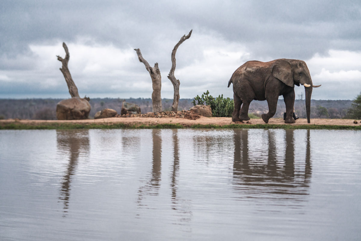 Sebakwe-dominant-elephant-bull-Mike-eloff-1