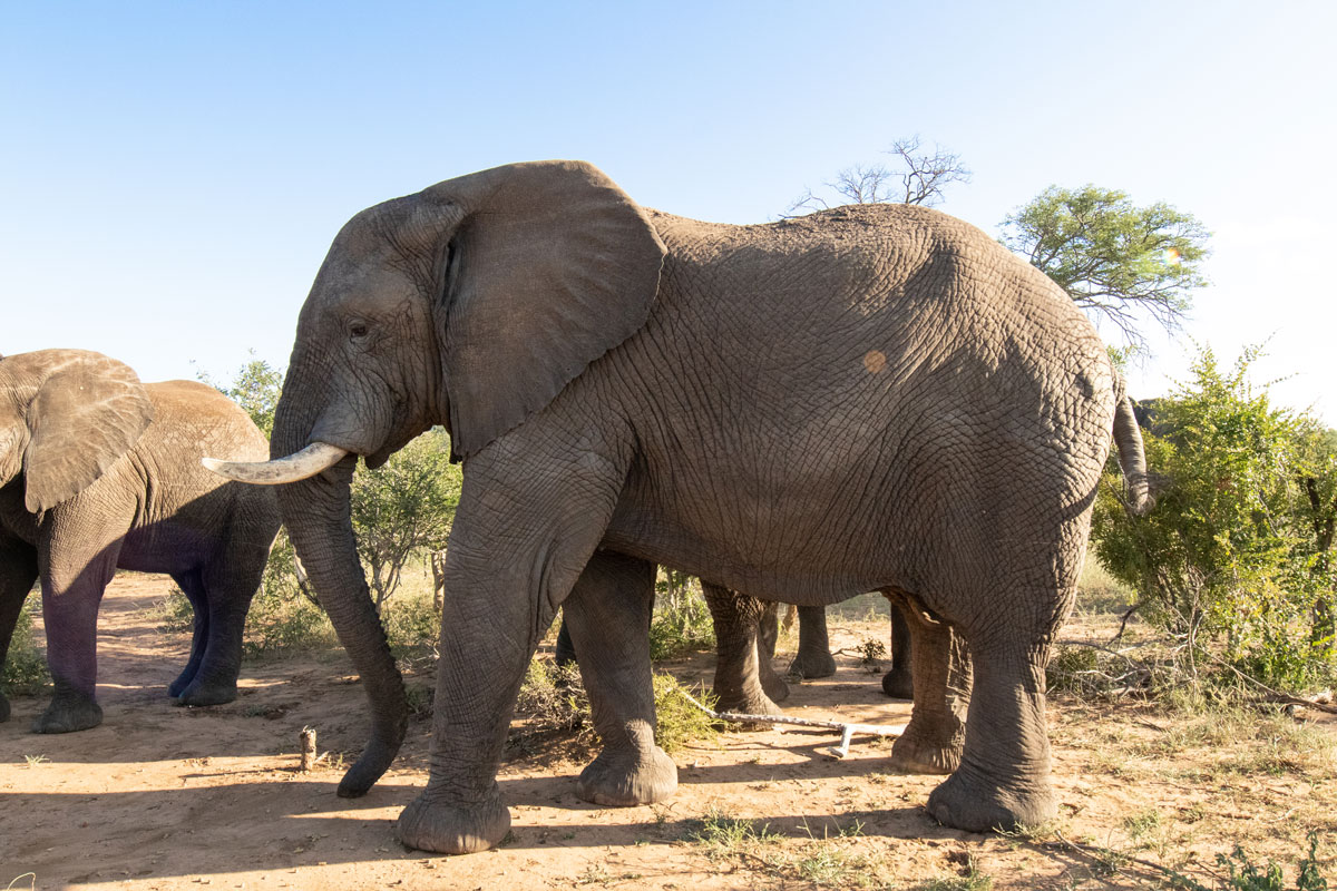 Sebakwe-dominant-elephant-bull-full-body-1