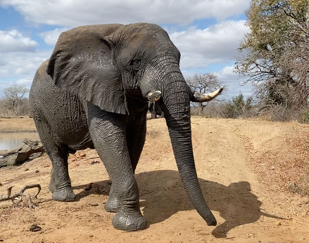 Sebakwe-dominant-elephant-bull-wet-muddy-1