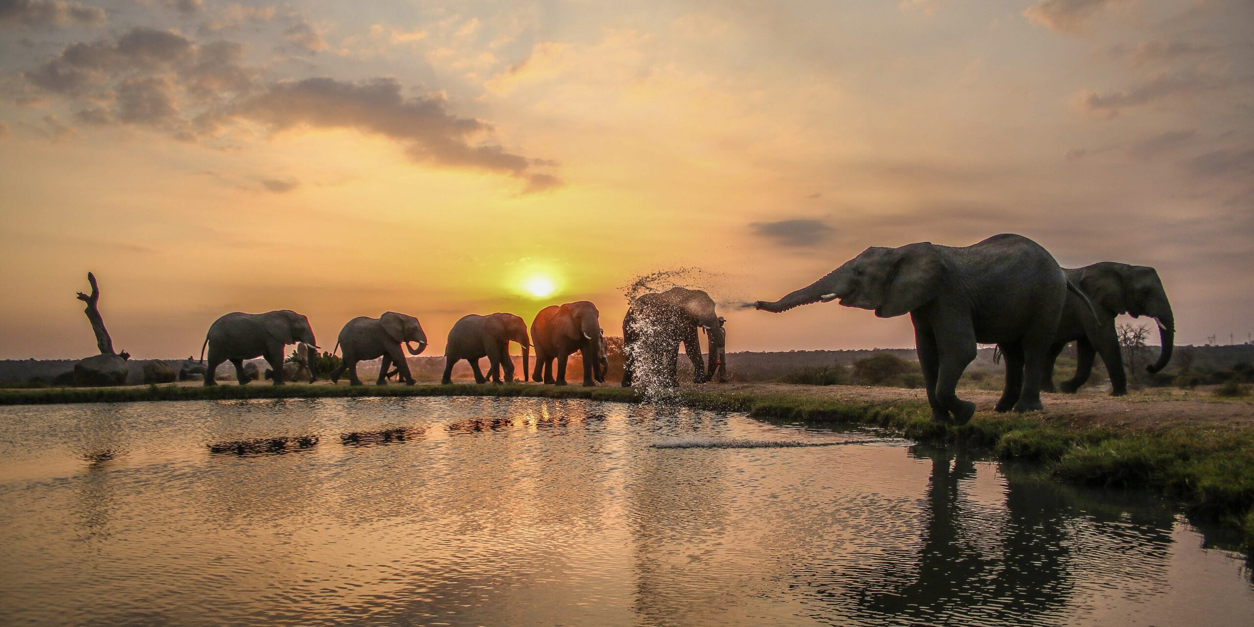 Elephants at waterhole ADJ Jul 18-min