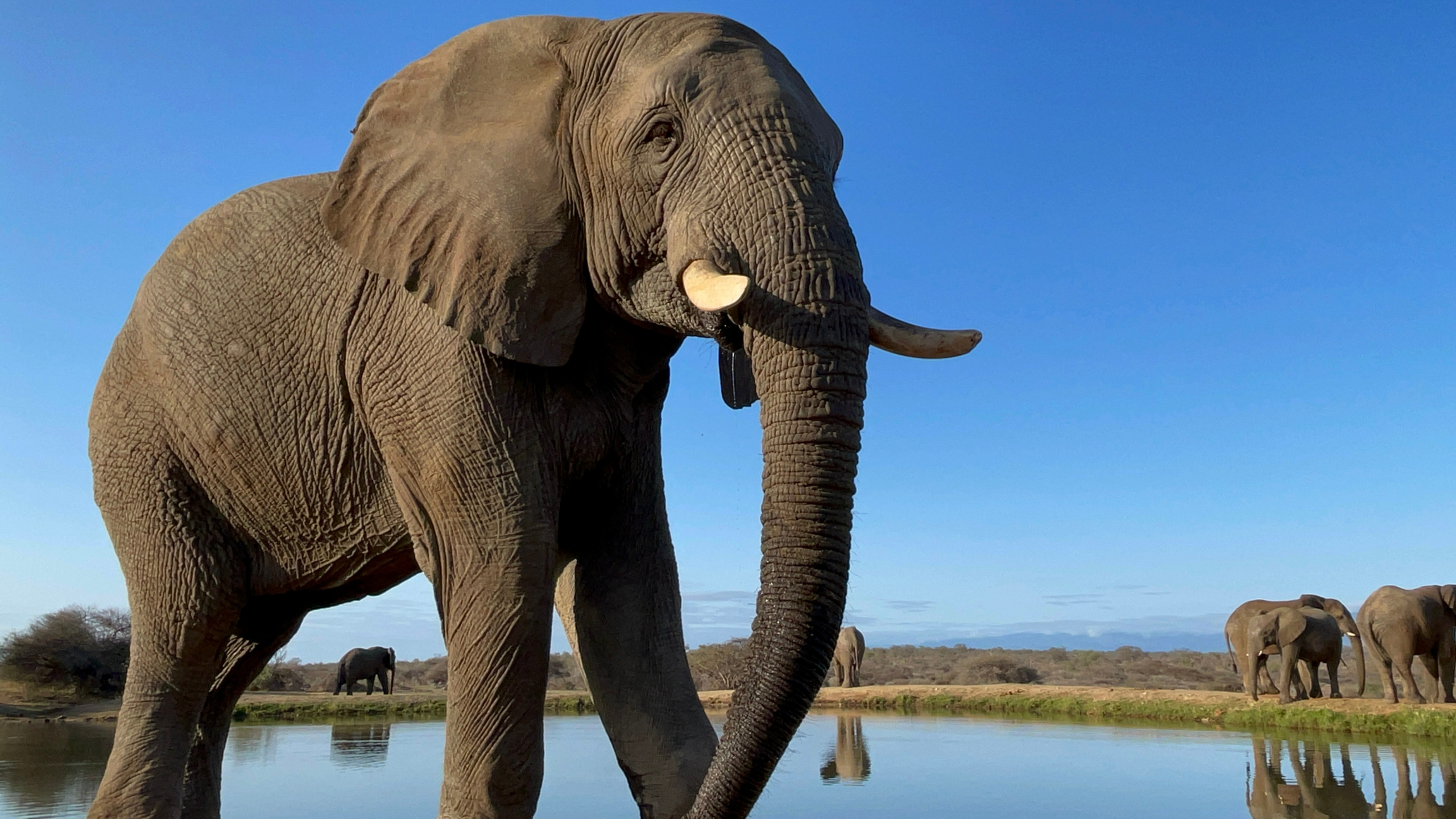 The Incredible Elephant Survivor, Fishan’s Role in the Rescued Herd