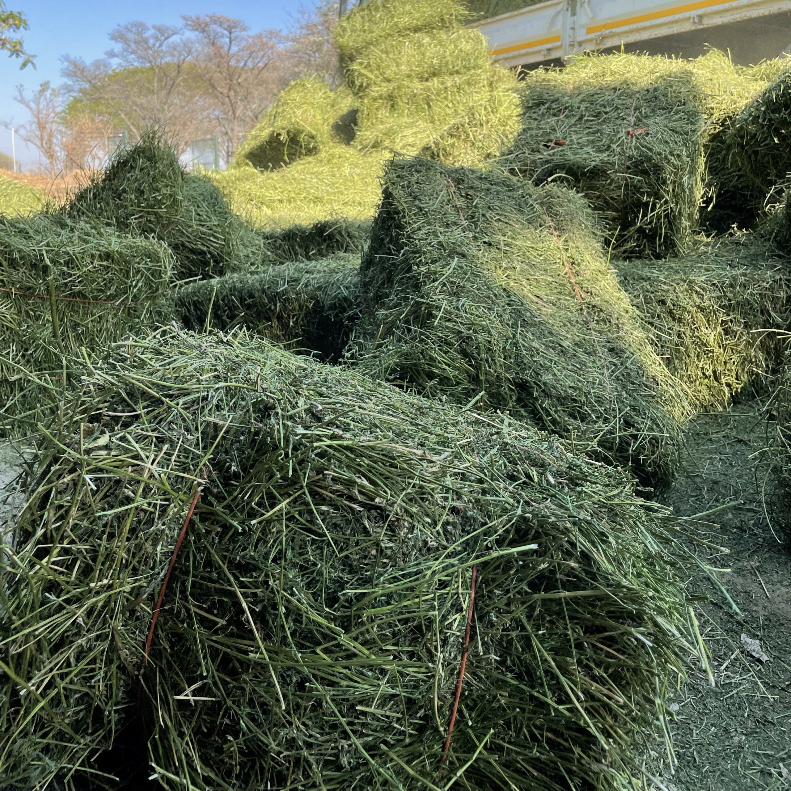 *Big Wish: Elephant Feed: Lucerne – 16 x bales for one day