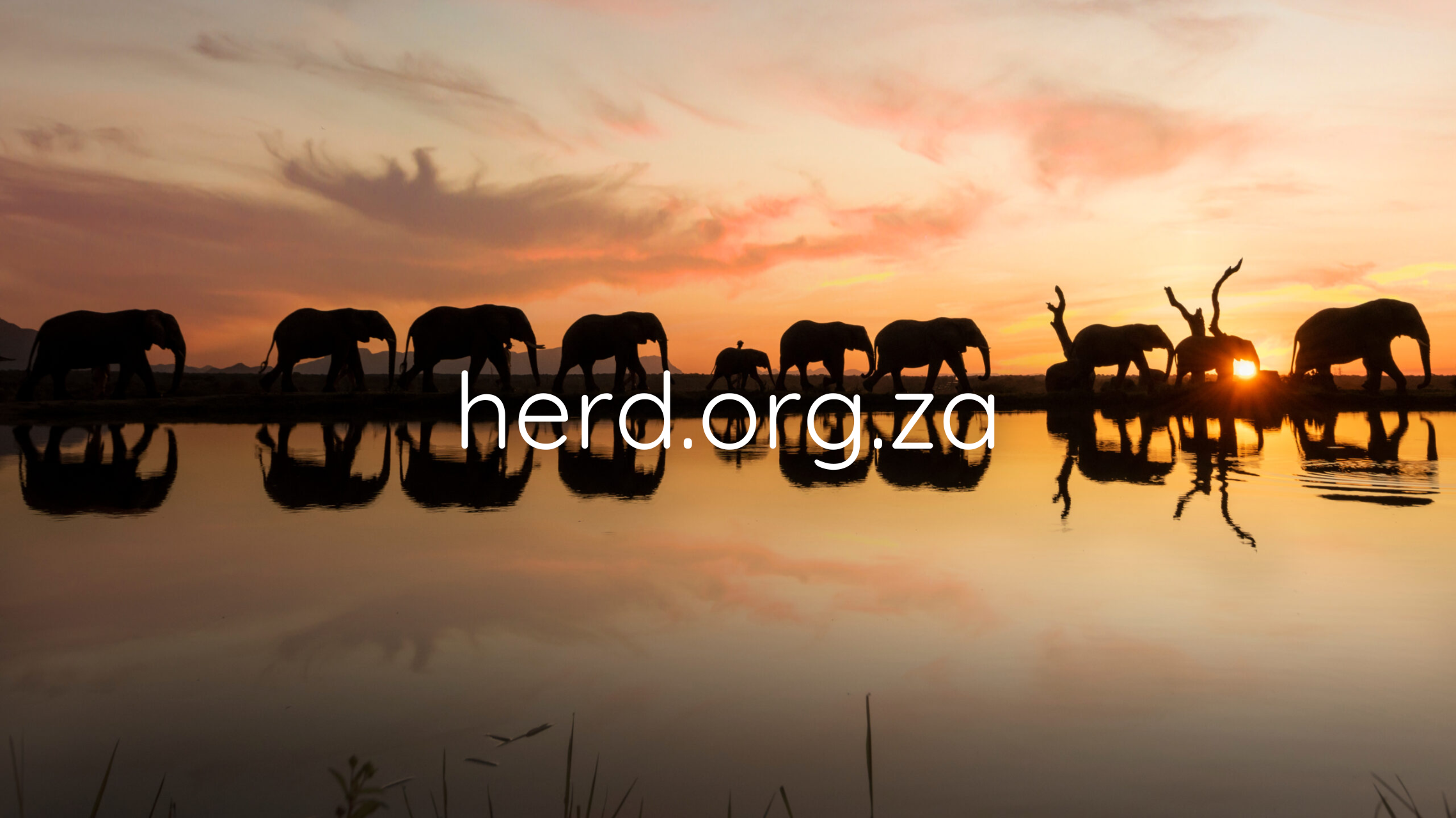 Artwork Watermark herd.org.za 3 (2276 x 1280 px)