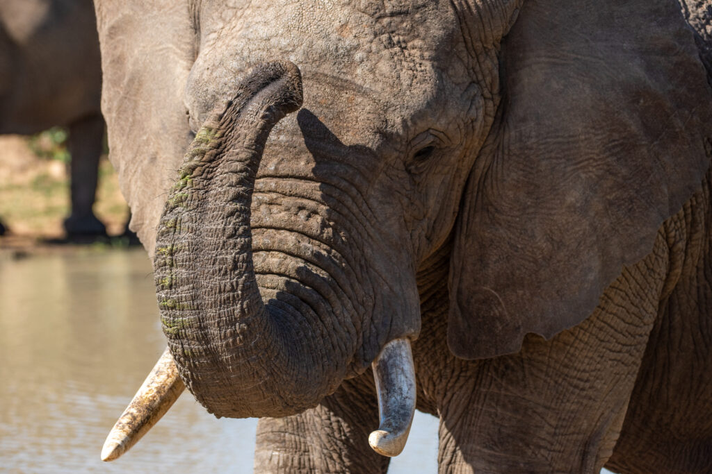 Elephant bull Somopane with his trunk curled.