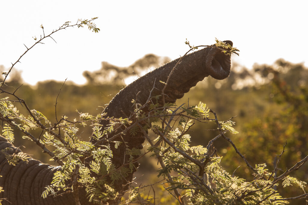 An elephant trunk reaching for leaves on a branch.