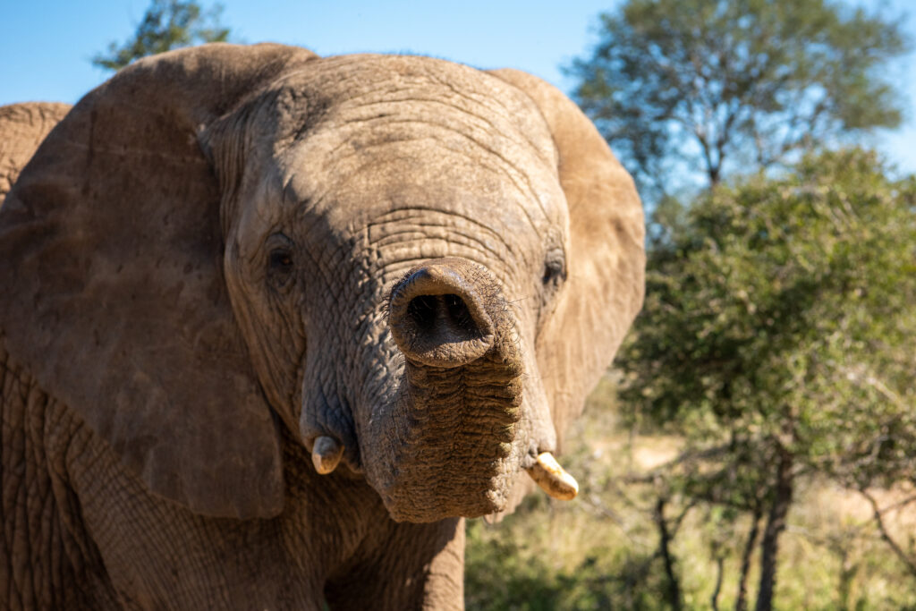 Elephant cow Klaserie with her trunk extended.