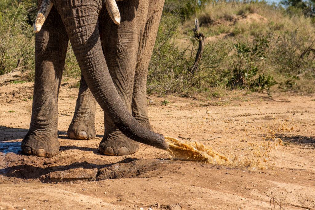 Elephant bull Somopane squirting water from his trunk.