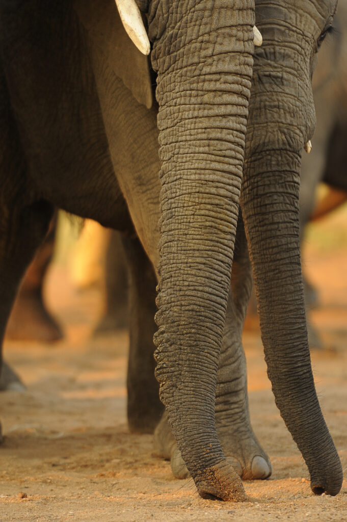 Elephants using their trunks to touch the ground.