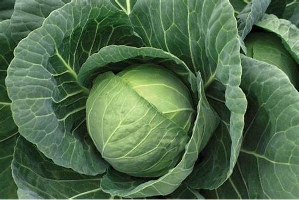 Cabbage