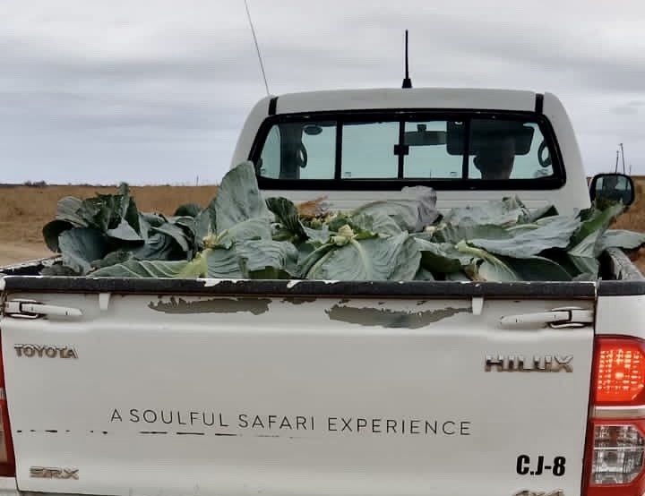 Cabbage Collection