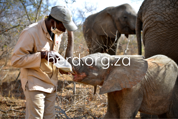 Wild elephants with adult albino cow